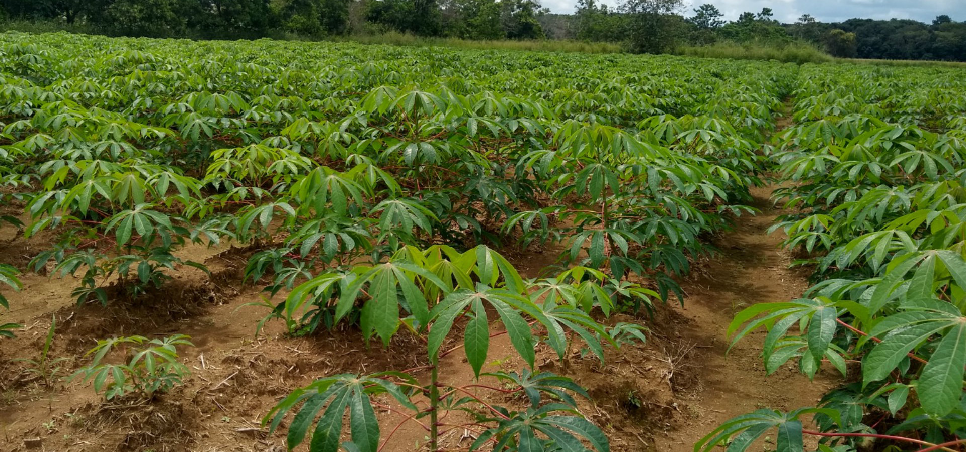 Bienvenidos a Tierra Verde