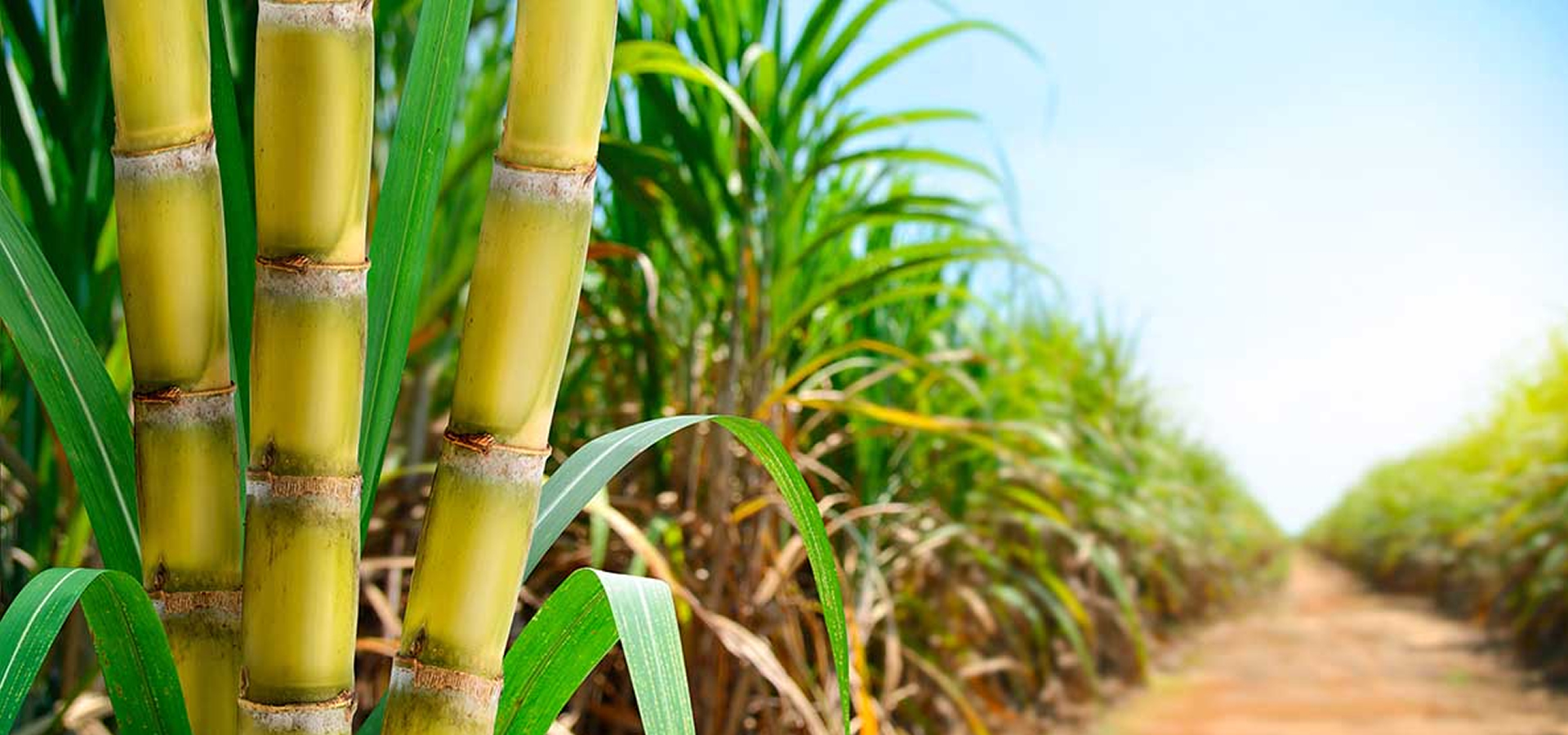 Bienvenidos a Tierra Verde